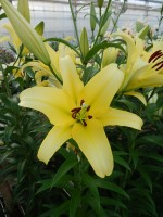 [4148 Yelloween TL No02.JPG]